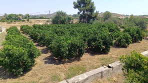 Jardín